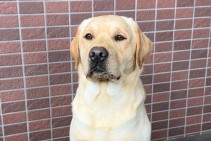 トレーニング修了犬　男の子　詳細は写真をタッチ　ラブラドール・レトリーバー